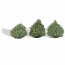 3 buissons, été - Busch 3607 - HO 1/87