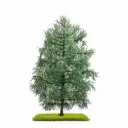 Sapin 210 mm - Busch 3803 - HO,TT