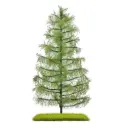 Mélèze 210 mm, été - Busch 3813 - HO, TT