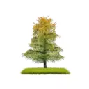 2 Mélèzes, fin de l´été bicolores - Busch 3815 - 80 mm