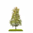 Mélèze, fin de l´été bicolores - Busch 3816 - 140 mm