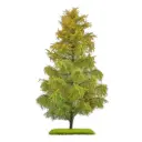 Mélèze, fin de l´été bicolores - Busch 3817 - 210 mm