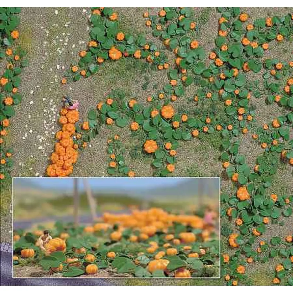 Champ de 80 citrouilles de différentes tailles