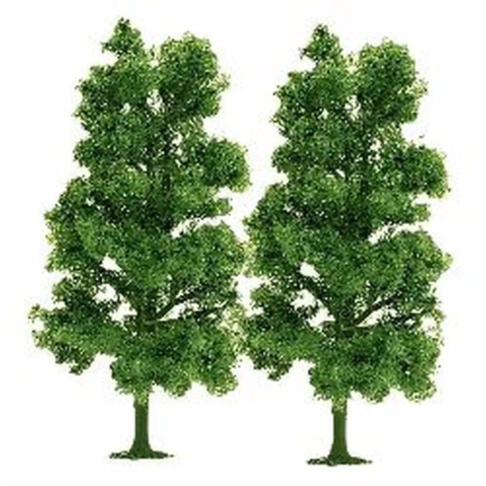 2 hêtres, 7 cm