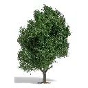 Arbre miniature pour vos avenues Busch 3739 - HO 1/87