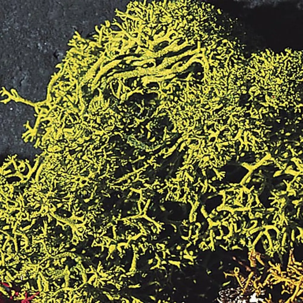 Lichens - Vert - FALLER 170729 - HO 1/87