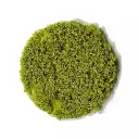 Flocage - Flocons de feuillage - Vert clair - HEKI 3388 - Échelle Universelle