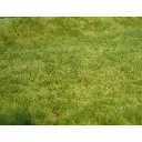 Tapis - Herbes sauvages du printemps - Vert - HEKI 1841 - Échelle HO / TT - 450x170 mm