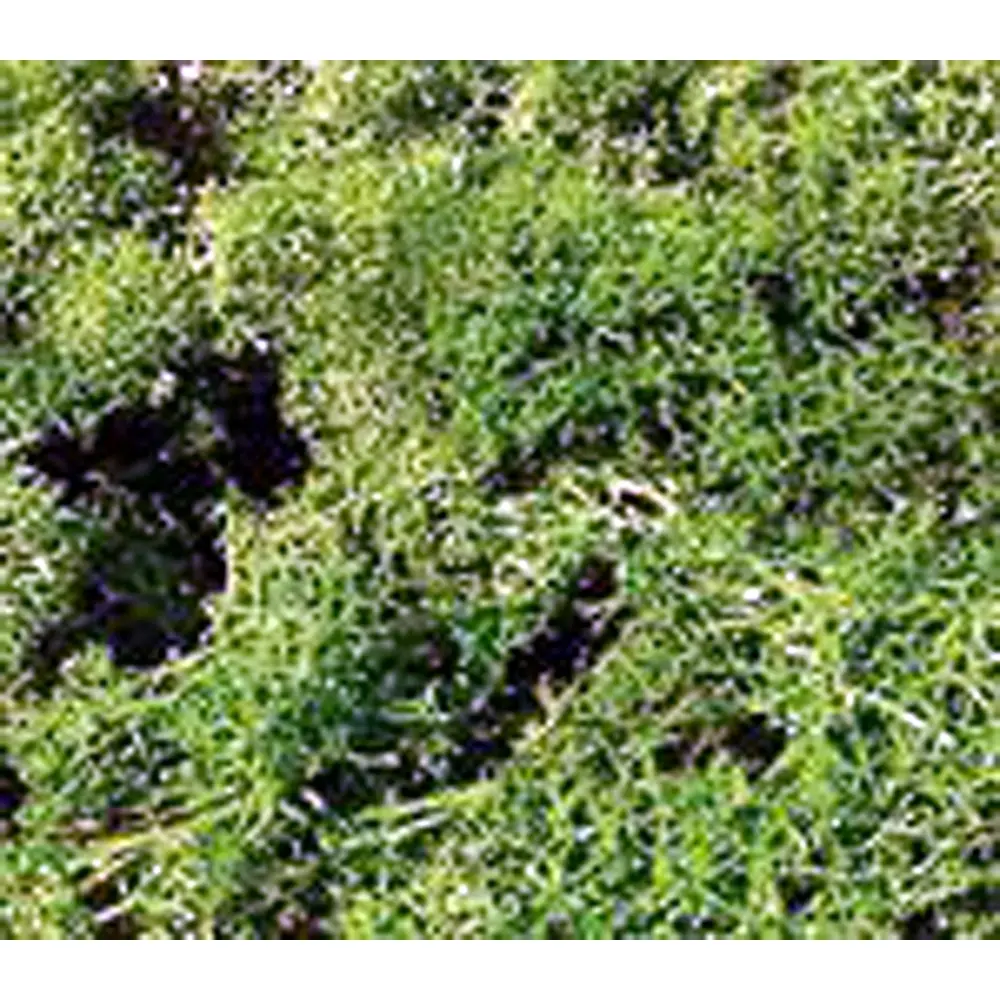Mousse couleur vert clair 30 grammes - HEKI 3210 -