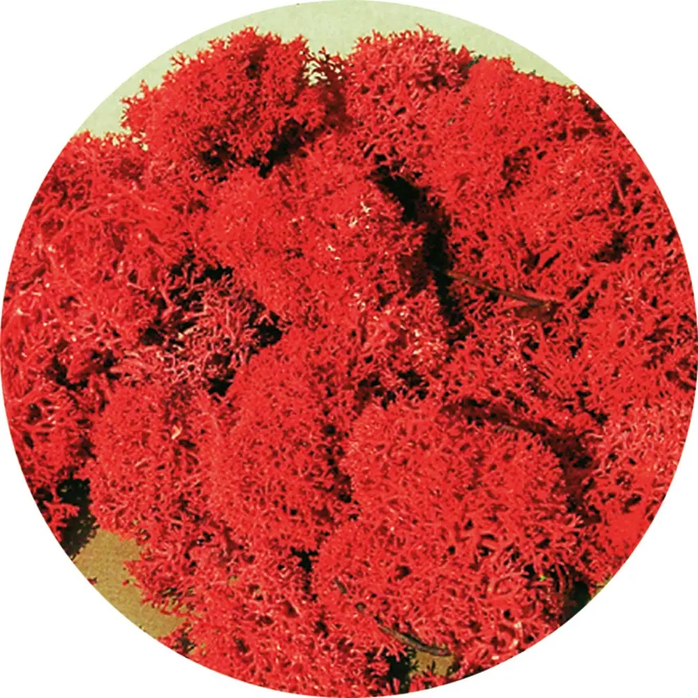 Lichen rouge, mousse d'Islande, 30g - Heki 3213 - Échelle universelle