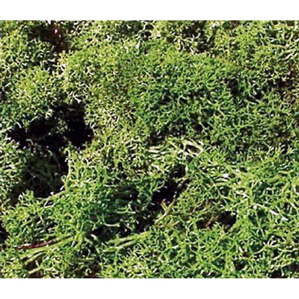 Mousse vert clair 75 grammes - HEKI 3219 - toutes échelles