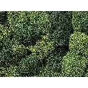 Mousse lichen vert clair et verte - Noch 08610 - Toutes échelles - 35 g
