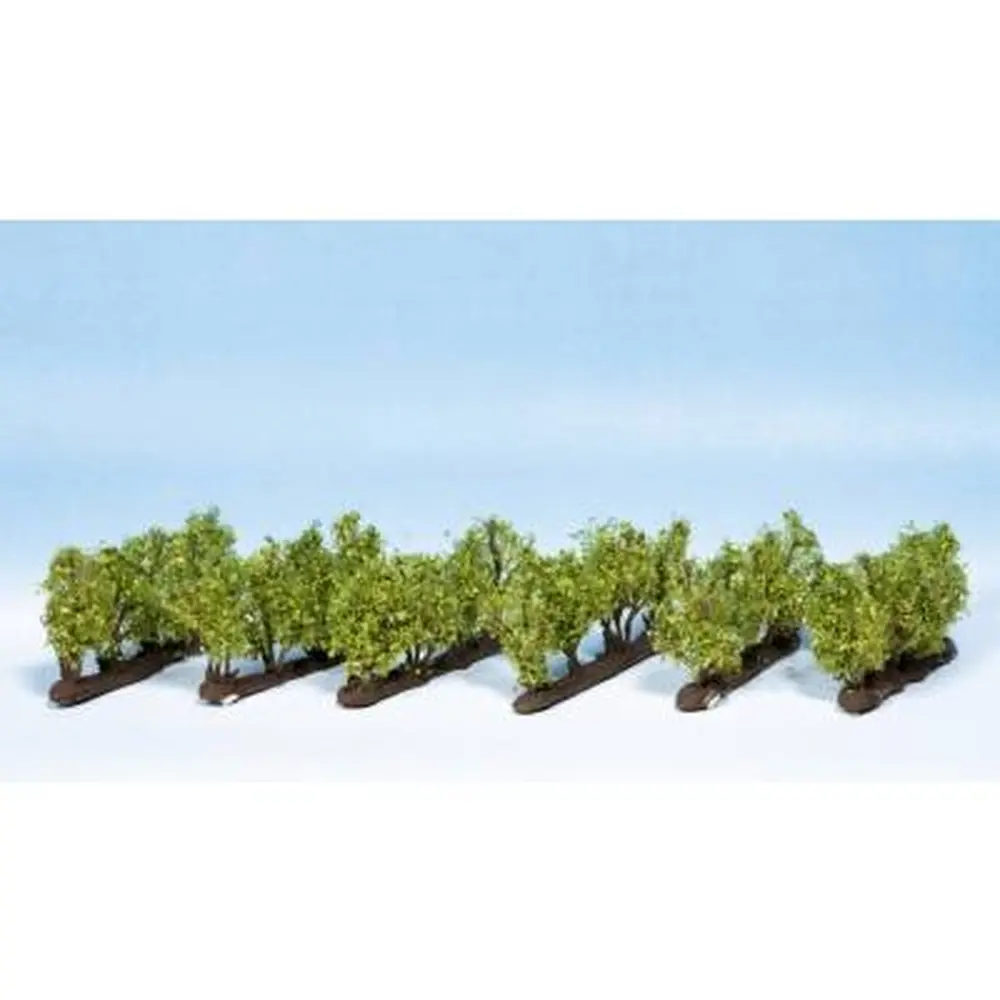 Set de 24 ceps de vignes