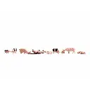 Pack de 12 cochons NOCH 36712 - N : 1/160