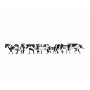 7 vaches noires et blanches - Noch 15725 - HO 1/87