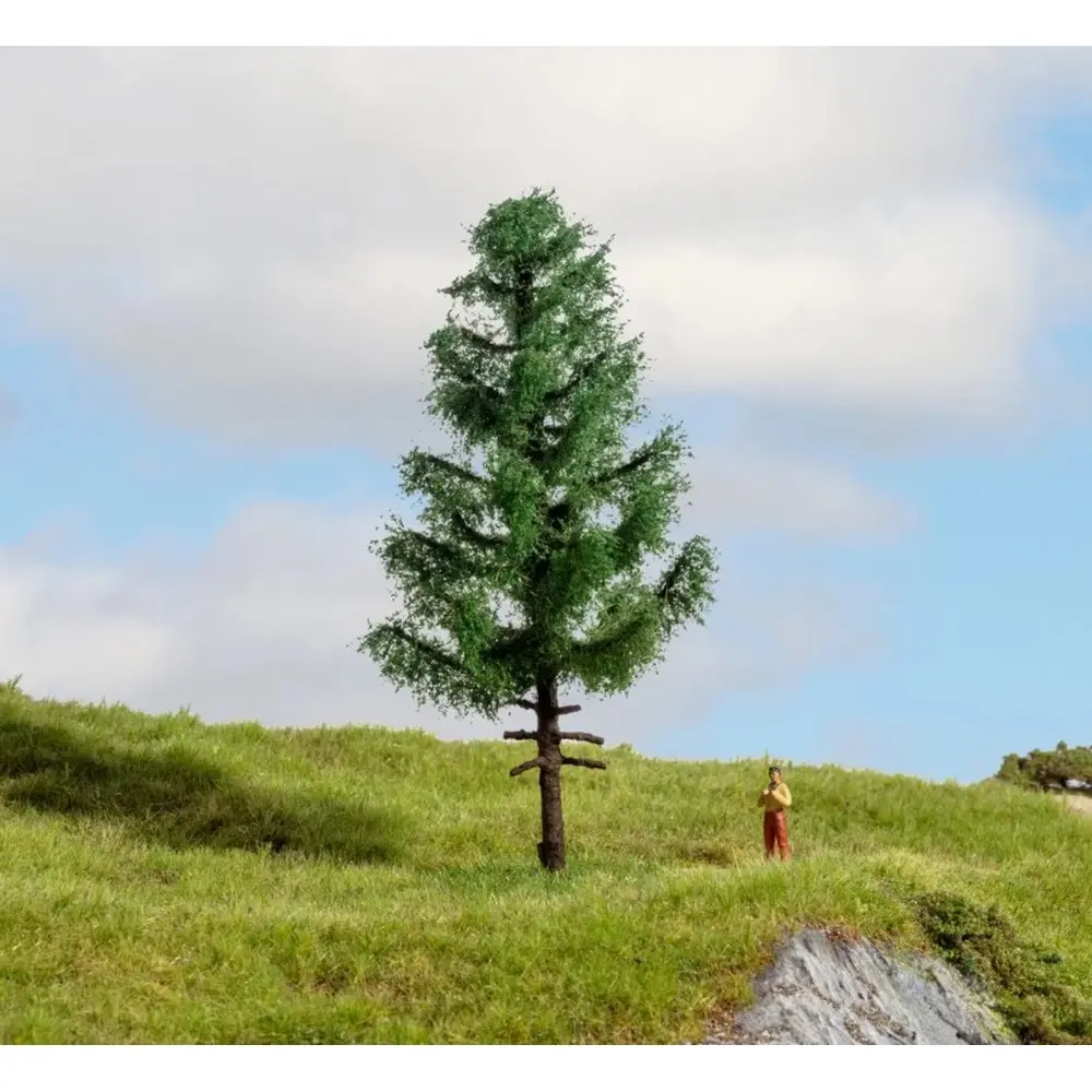 Épicéa à tronc élevé - NOCH 20195