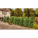 Haie de Thuyas - Noch 21547 - HO/TT/N