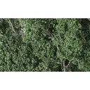 Branches/Feuilles fines - Foliage Vert foncé - WOODLAND SCENICS F1130 - 1220 cm³