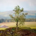 Boîte d'arbres de taille variée Seafoam - WWSCENICS WSTR-024