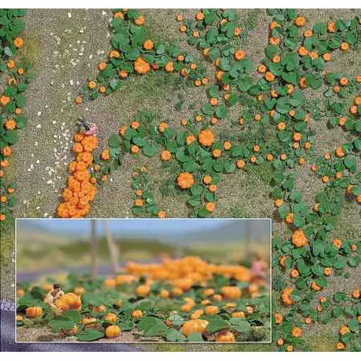 [BU1201] Champ de 80 citrouilles de différentes tailles