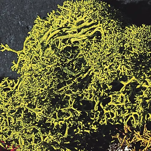 [FA170729] Lichens - Vert - FALLER 170729 - HO 1/87