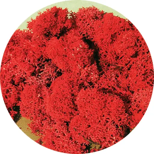 [HE3213] Lichen rouge, mousse d'Islande, 30g - Heki 3213 - Échelle universelle