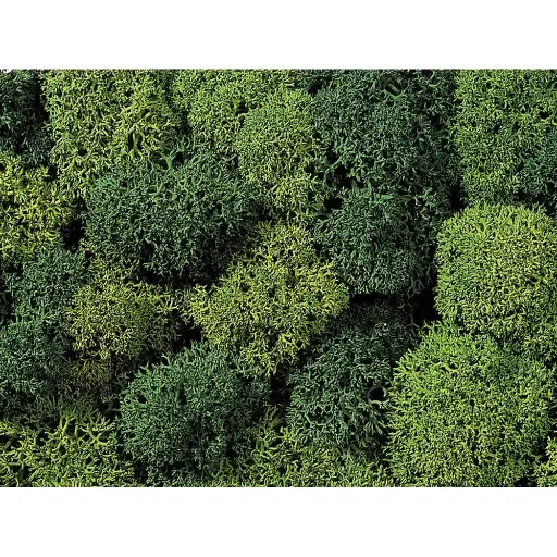 [NO08610] Mousse lichen vert clair et verte - Noch 08610 - Toutes échelles - 35 g