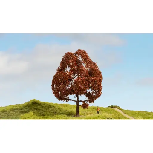[NO20150] Hêtre pourpre - Noch 20150 - 15cm