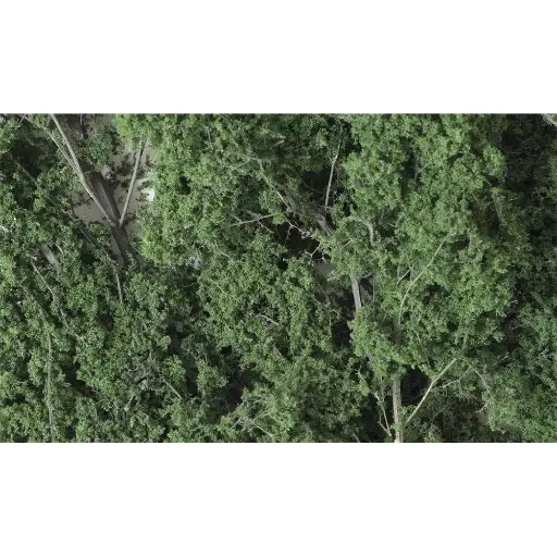 [WOF1130] Branches/Feuilles fines - Foliage Vert foncé - WOODLAND SCENICS F1130 - 1220 cm³